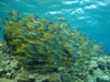 yelow snapper.jpg